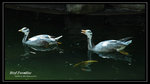 DSC_1271-p
