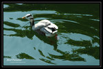 DSC_1272-p