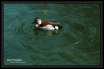 DSC_1274-p