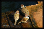DSC_1283-p