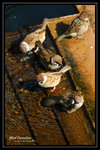 DSC_1289-p