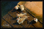 DSC_1291-p
