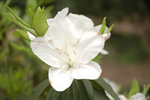 DSC_0505-p