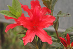 DSC_0510-p