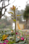 DSC_0515-p