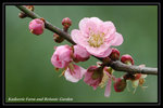 DSC_6119-p