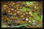 DSC_6130-p
