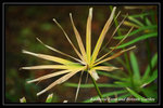 DSC_6133-p
