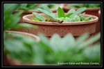 DSC_6138-p