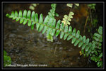 DSC_6142-p