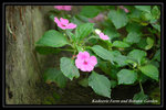 DSC_6144-p
