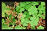 DSC_6152-p