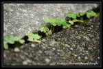 DSC_6154-p