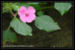DSC_6156-p