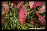 DSC_5981-p2