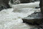 DSC_3116-p