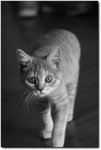 CRW_4665