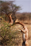 DPP_0035