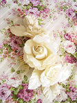 rosecosa_j