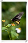 Common Birdwing 裳鳳蝶 - 金裳鳳蝶的近親。