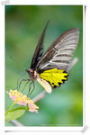 Common Birdwing 裳鳳蝶 - 攝食印度馬兜鈴。