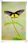 Common Birdwing 裳鳳蝶 - 牠們和金裳鳳蝶是唯一受本港法例保護的昆蟲。