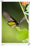 Common Birdwing 裳鳳蝶 - 展翅約12-14厘米。