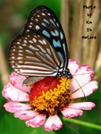 青斑蝶 - 花生蝶命。