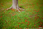 鳳凰木 Delonix regia