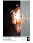 斑腿泛樹蛙 Brown Tree Frog