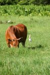 大自然的配搭 - 黃牛及牛背鷺。