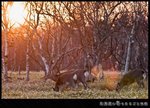 落日。野鹿。愛冠岬。