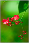 英文名稱 Rose-flowered Jatropha