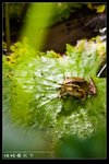 腹斑蛙 Olive frog