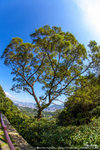 大帽山放大晴。