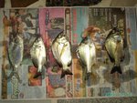 10月16日(星期日)19:00-21:30 地點:龍珠島, 魚餌:生蝦 魚獲:5&#26465;(魚立魚)