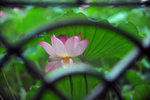 LAI_6926