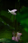 LAI_0017