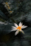 LAI_0101