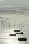 LAI_2010