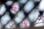 LAI_1145