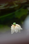 LAI_1491