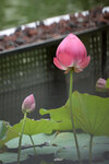 LAI_1496