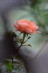 LAI_1499