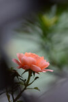 LAI_1501