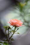 LAI_1502