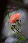 LAI_1503