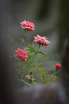 LAI_1509