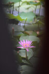 LAI_1511