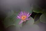 LAI_1519
